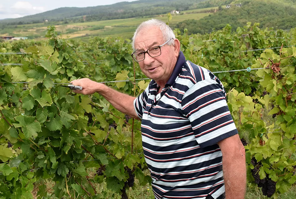 Pjesmom uz tambure Škoro počeo berbu vinograda u Mitrovcu