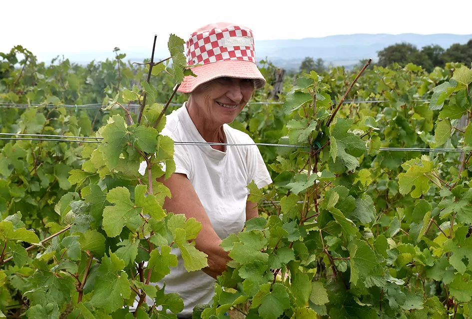 Pjesmom uz tambure Škoro počeo berbu vinograda u Mitrovcu
