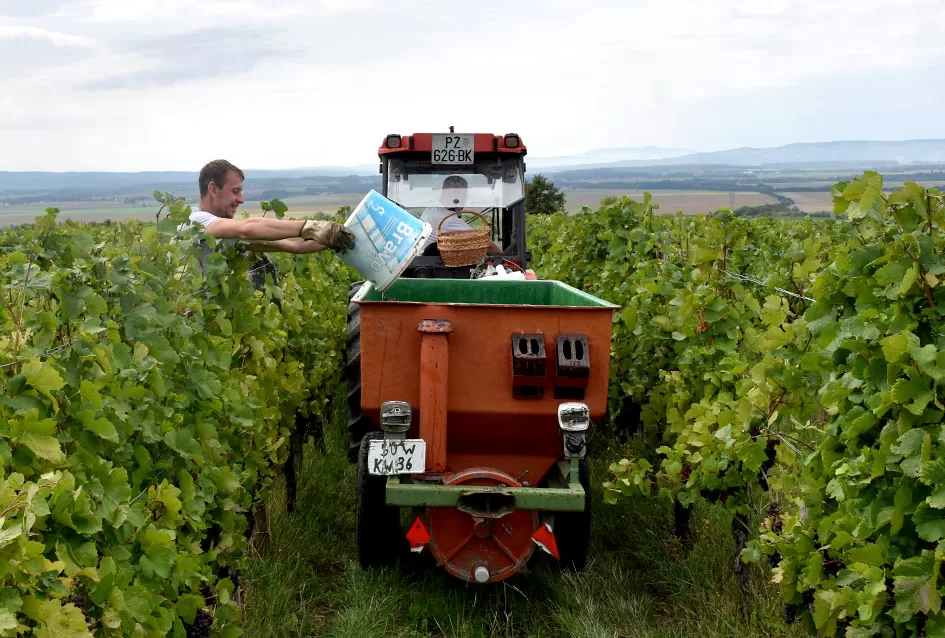 Pjesmom uz tambure Škoro počeo berbu vinograda u Mitrovcu