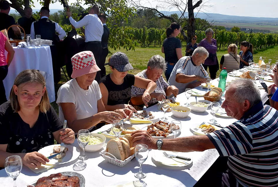 Pjesmom uz tambure Škoro počeo berbu vinograda u Mitrovcu