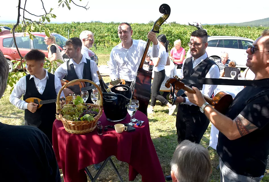 Pjesmom uz tambure Škoro počeo berbu vinograda u Mitrovcu
