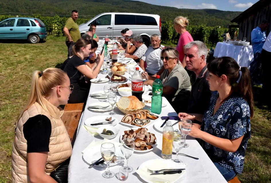 Pjesmom uz tambure Škoro počeo berbu vinograda u Mitrovcu
