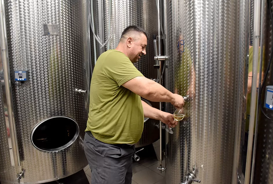 Pjesmom uz tambure Škoro počeo berbu vinograda u Mitrovcu