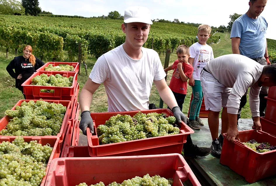 Požega.eu | Divljač opustošila vinograde Zorice Tandare u Kutjevu