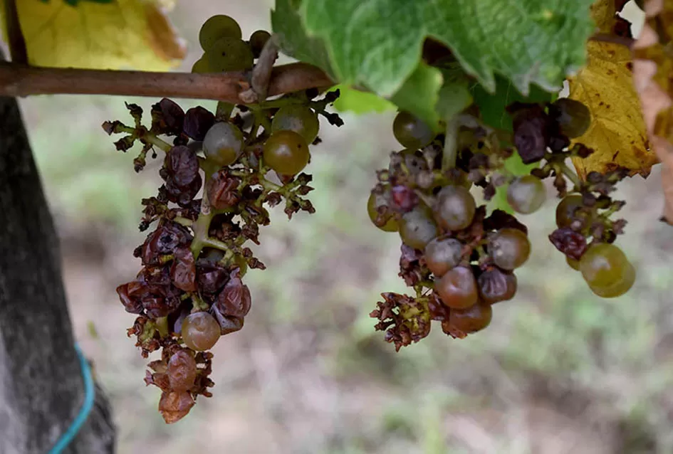 Divljač opustošila vinograde Zorice Tandare u Kutjevu