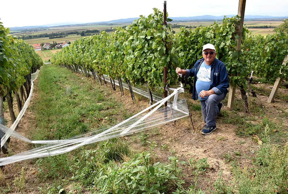 Divljač opustošila vinograde Zorice Tandare u Kutjevu
