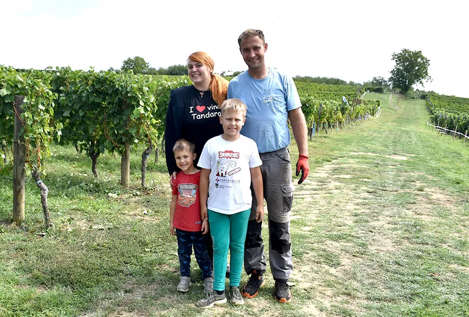 Divljač opustošila vinograde Zorice Tandare u Kutjevu