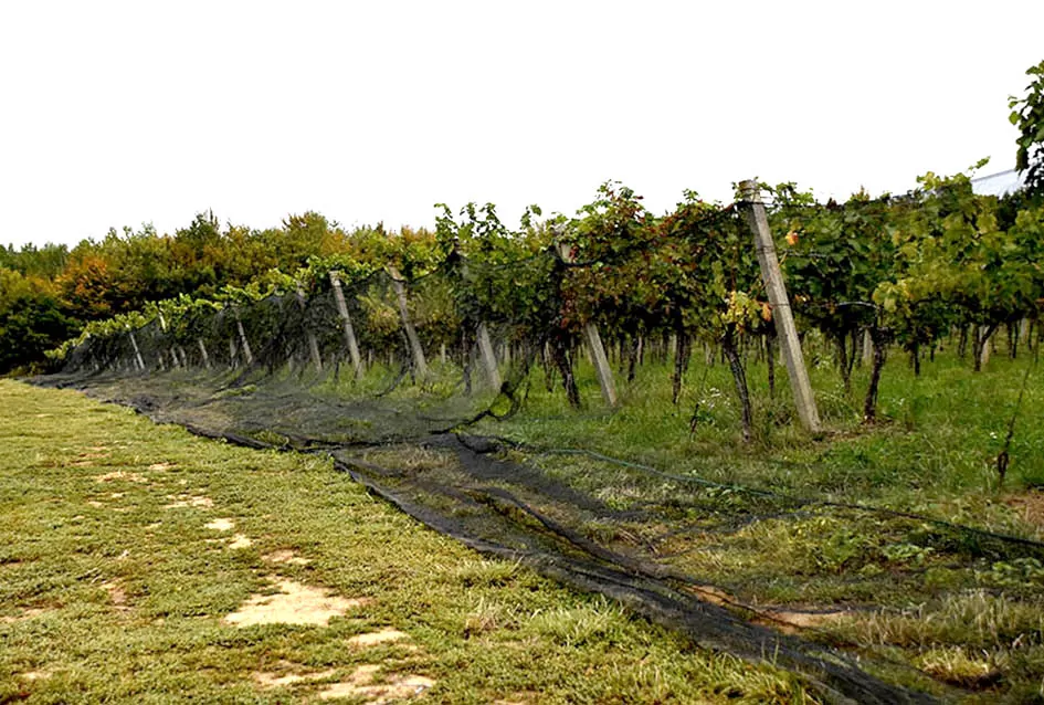 Divljač opustošila vinograde Zorice Tandare u Kutjevu
