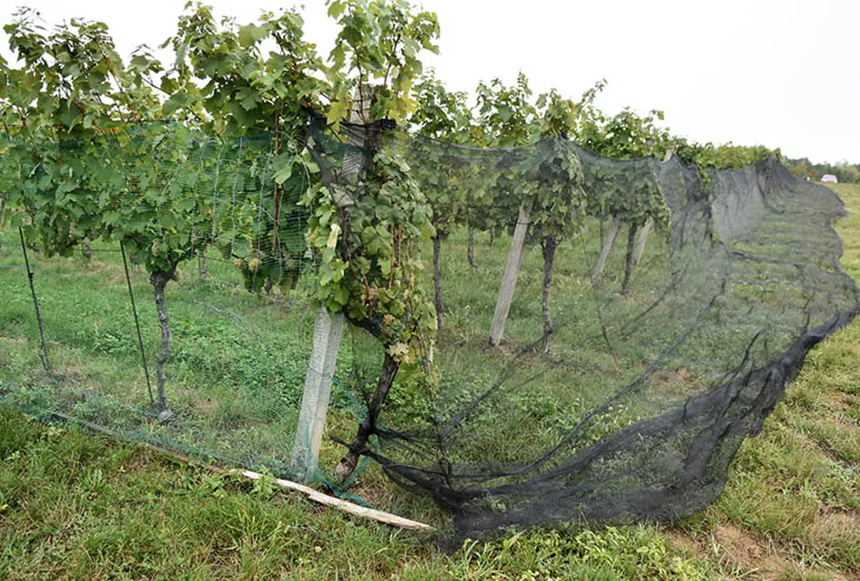 Divljač opustošila vinograde Zorice Tandare u Kutjevu