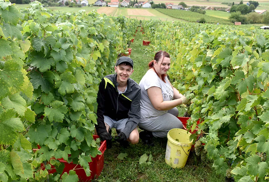 Divljač opustošila vinograde Zorice Tandare u Kutjevu