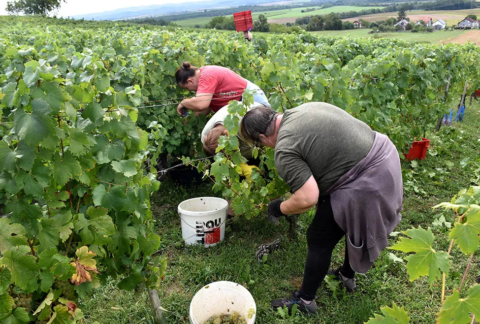 Divljač opustošila vinograde Zorice Tandare u Kutjevu
