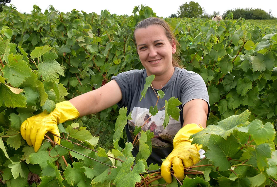 Divljač opustošila vinograde Zorice Tandare u Kutjevu