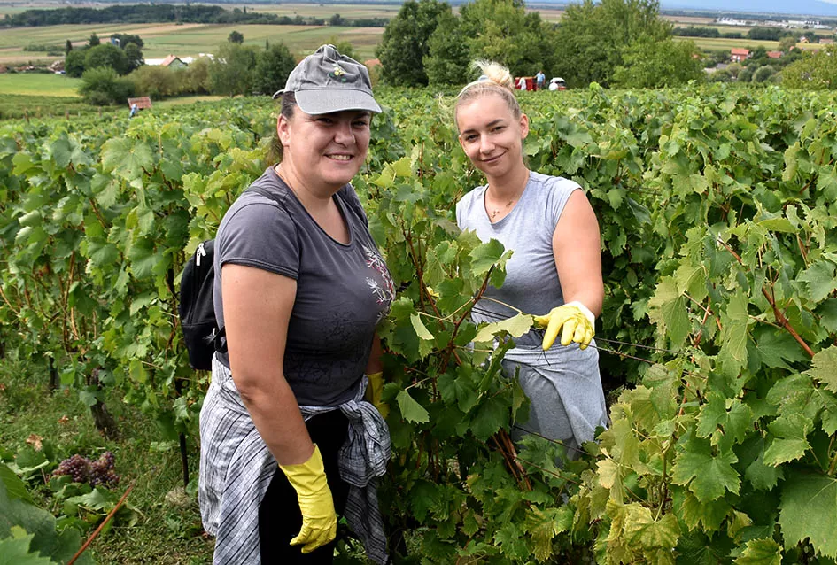 Divljač opustošila vinograde Zorice Tandare u Kutjevu