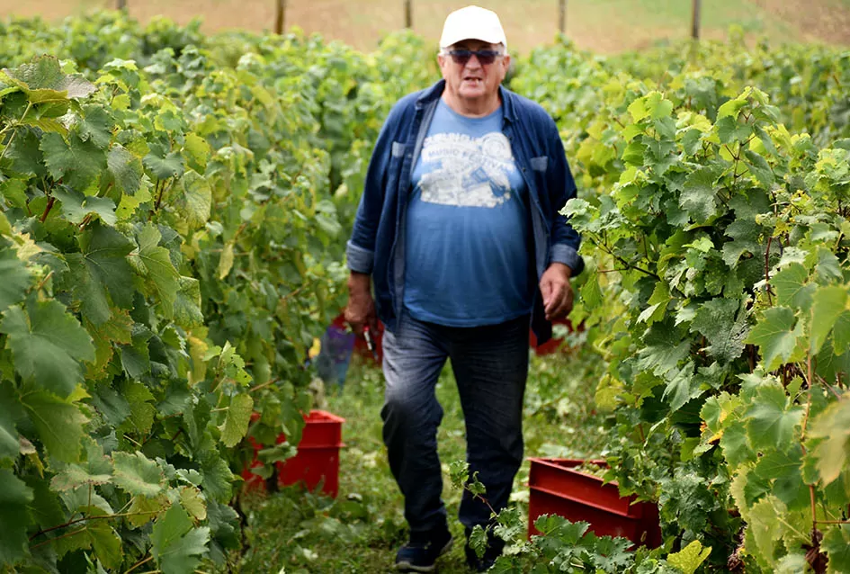 Divljač opustošila vinograde Zorice Tandare u Kutjevu