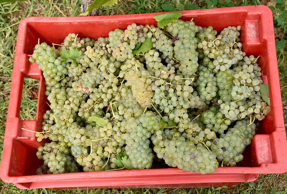 Divljač opustošila vinograde Zorice Tandare u Kutjevu