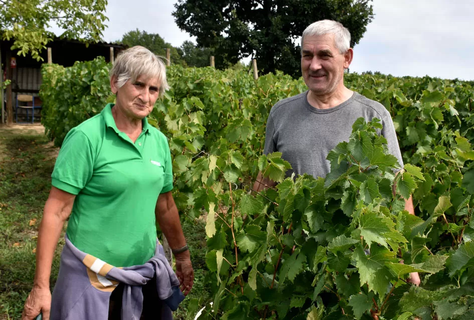 Divljač opustošila vinograde Zorice Tandare u Kutjevu