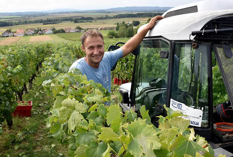 Divljač opustošila vinograde Zorice Tandare u Kutjevu