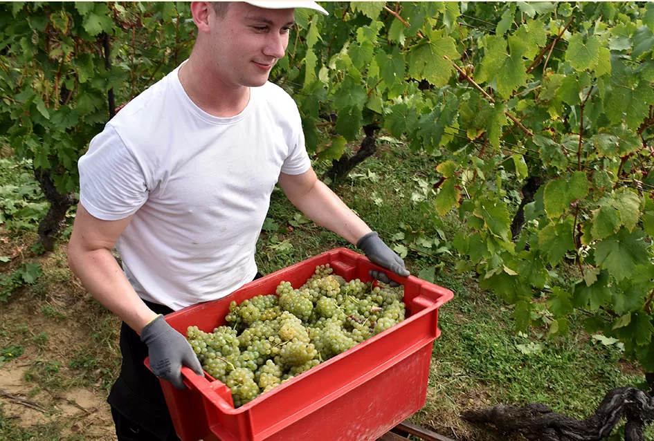 Divljač opustošila vinograde Zorice Tandare u Kutjevu
