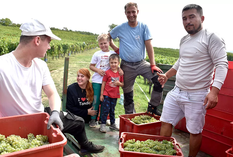 Divljač opustošila vinograde Zorice Tandare u Kutjevu