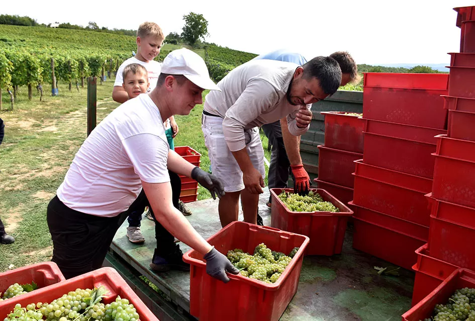 Divljač opustošila vinograde Zorice Tandare u Kutjevu