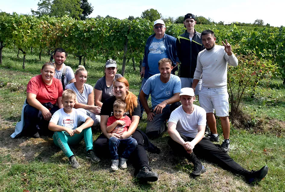Divljač opustošila vinograde Zorice Tandare u Kutjevu