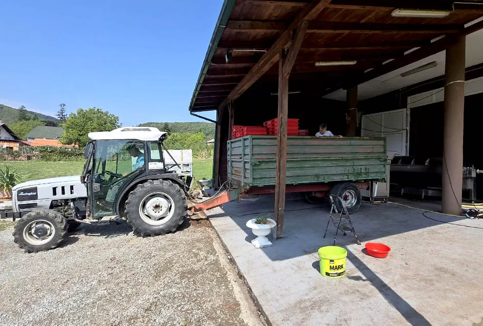Divljač opustošila vinograde Zorice Tandare u Kutjevu