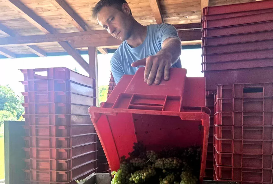 Divljač opustošila vinograde Zorice Tandare u Kutjevu