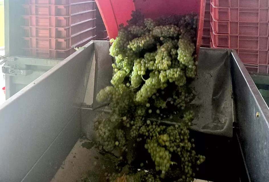 Divljač opustošila vinograde Zorice Tandare u Kutjevu