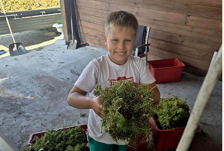 Divljač opustošila vinograde Zorice Tandare u Kutjevu
