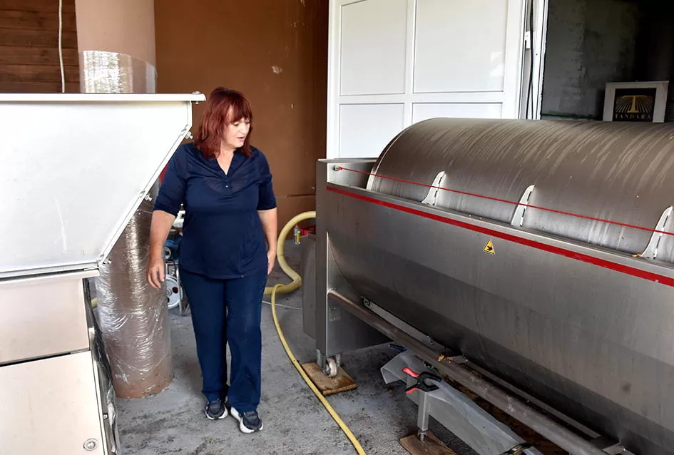 Divljač opustošila vinograde Zorice Tandare u Kutjevu