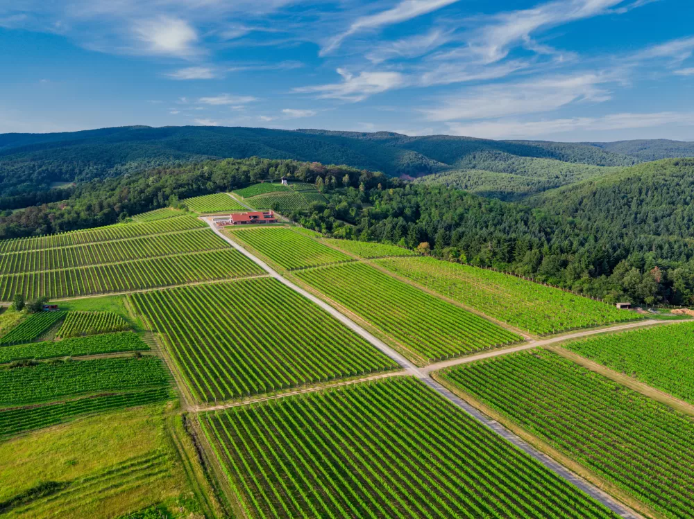 Požega.eu | Vinarija Kutjevo – spoj tradicije i suvremenih tehnologija u vinogradarstvu
