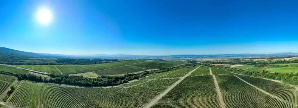 Vinarija Kutjevo – spoj tradicije i suvremenih tehnologija u vinogradarstvu