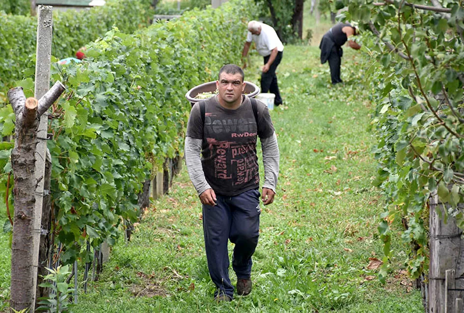 Berba, razlog za okupljanje obitelji Plovanić i Vukosavljević: Iz SAD-a stigao i sin Zoran