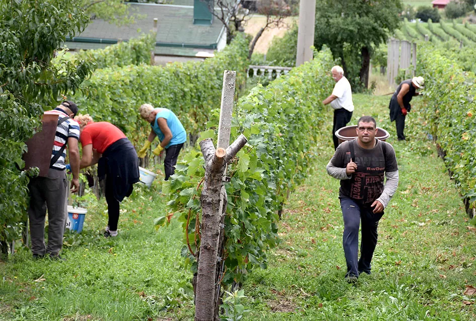 Berba, razlog za okupljanje obitelji Plovanić i Vukosavljević: Iz SAD-a stigao i sin Zoran