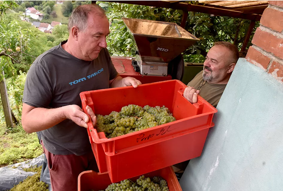 Požega.eu | Bouvier jedino bere obitelj Ilići u požeškom vinogorju