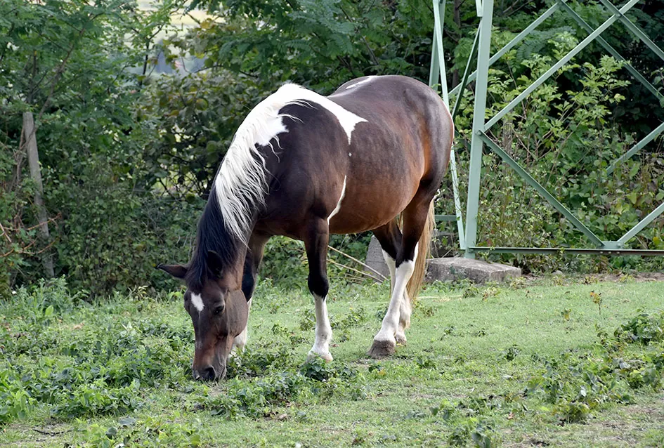 Bouvier jedino bere obitelj Ilići u požeškom vinogorju