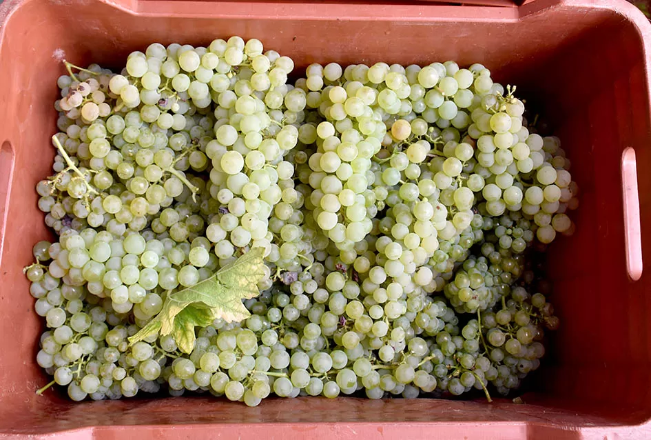 Bouvier jedino bere obitelj Ilići u požeškom vinogorju