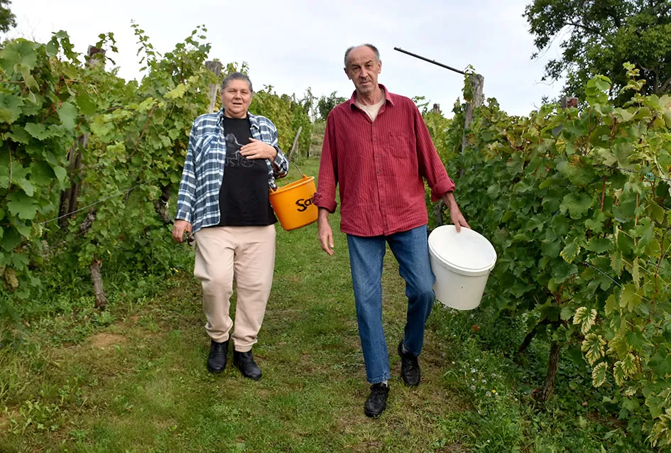 Bouvier jedino bere obitelj Ilići u požeškom vinogorju