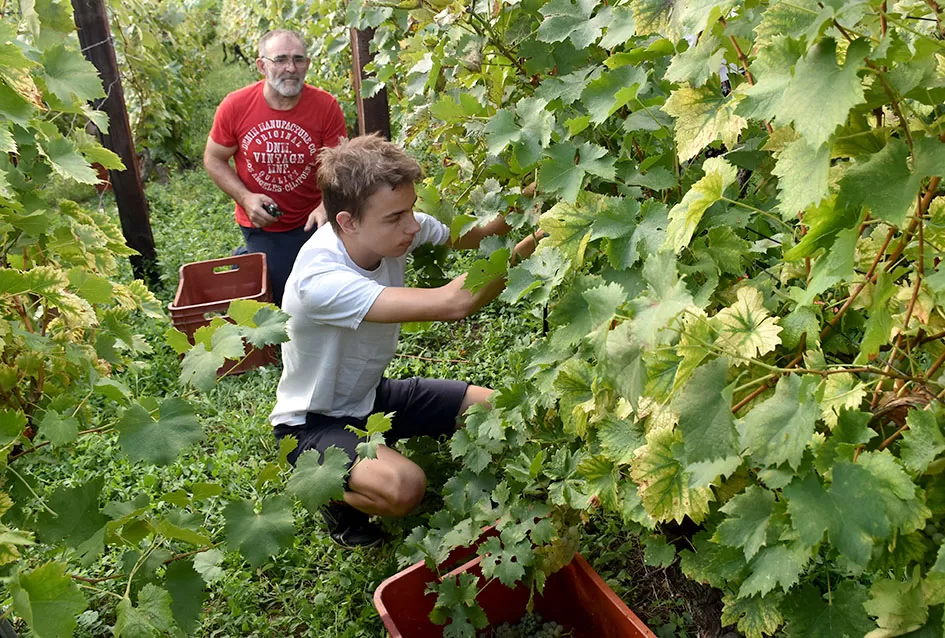 Bouvier jedino bere obitelj Ilići u požeškom vinogorju