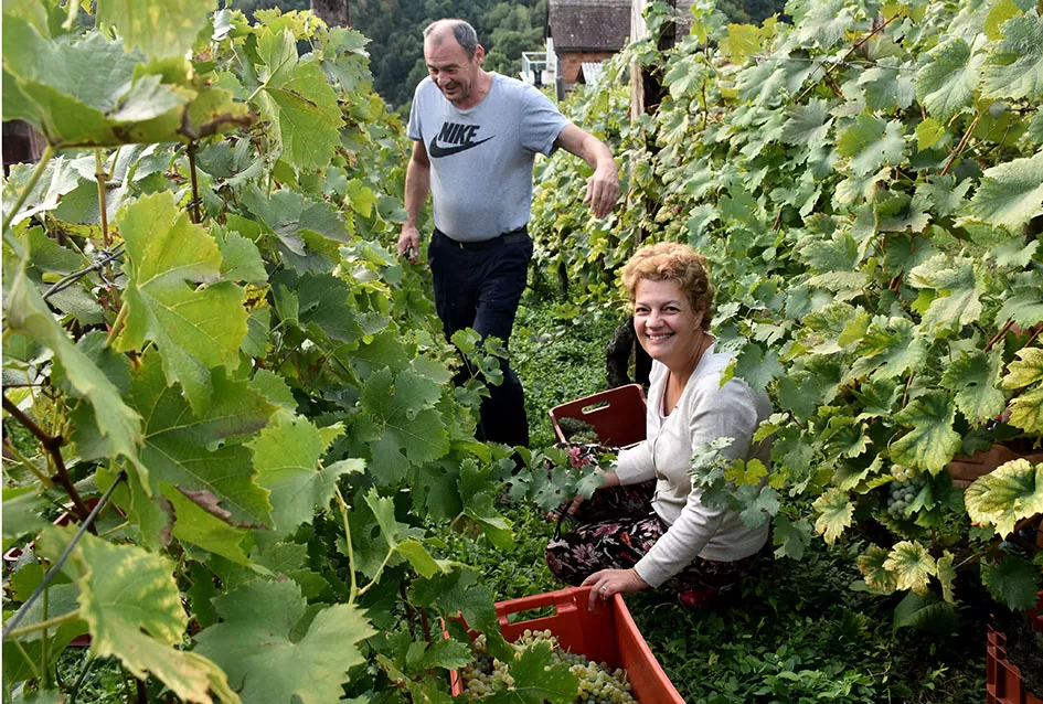 Bouvier jedino bere obitelj Ilići u požeškom vinogorju