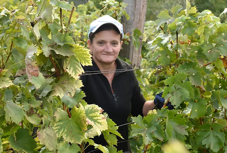 Bouvier jedino bere obitelj Ilići u požeškom vinogorju