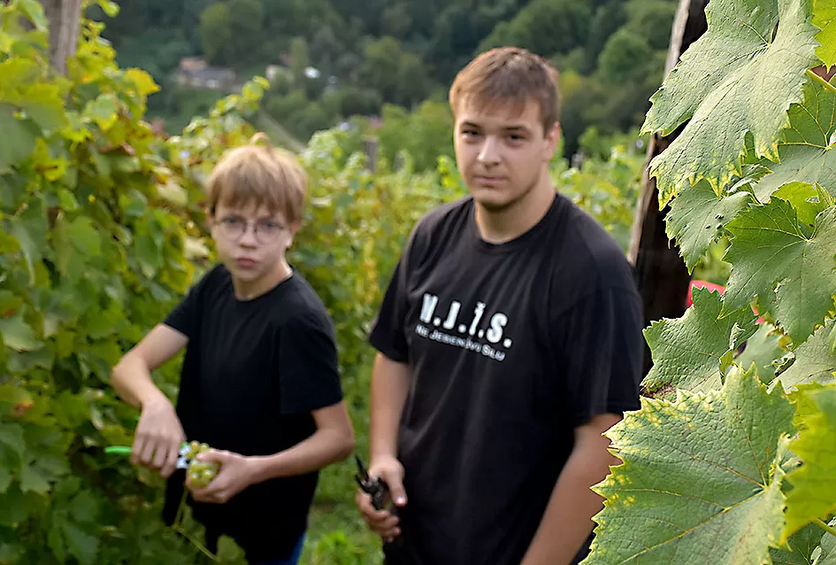 Bouvier jedino bere obitelj Ilići u požeškom vinogorju