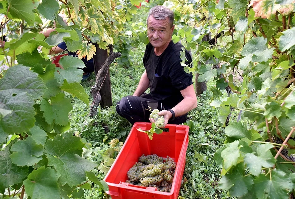Bouvier jedino bere obitelj Ilići u požeškom vinogorju