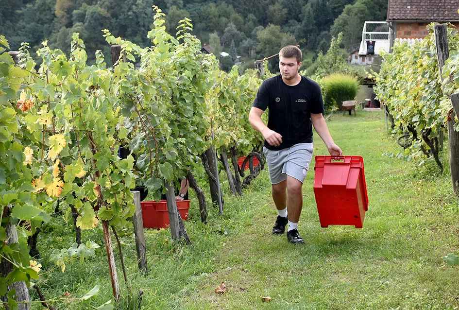 Bouvier jedino bere obitelj Ilići u požeškom vinogorju