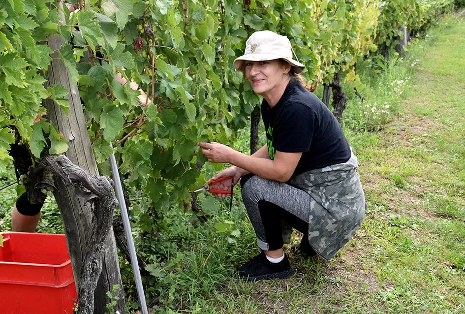 Bouvier jedino bere obitelj Ilići u požeškom vinogorju