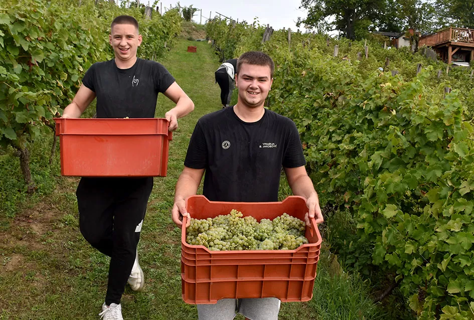 Bouvier jedino bere obitelj Ilići u požeškom vinogorju