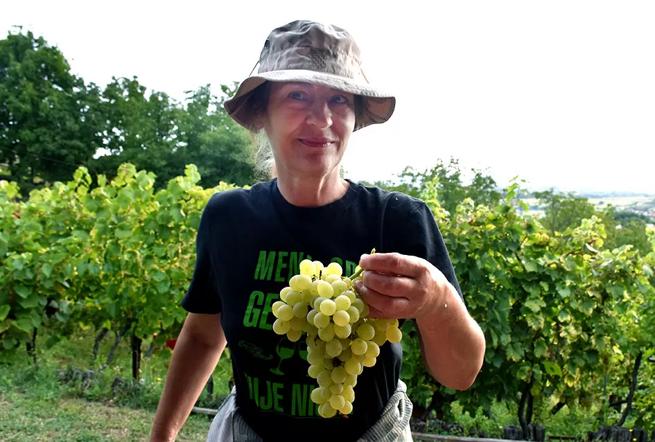 Bouvier jedino bere obitelj Ilići u požeškom vinogorju