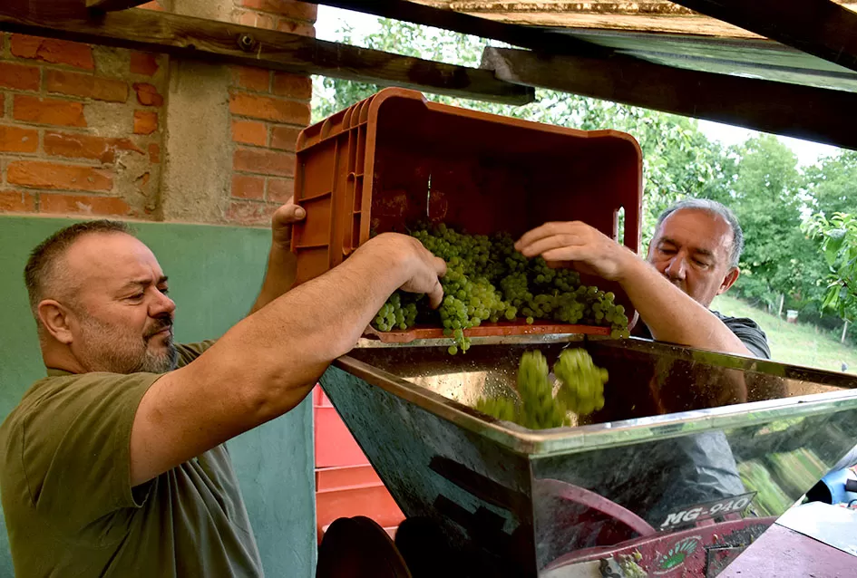 Bouvier jedino bere obitelj Ilići u požeškom vinogorju