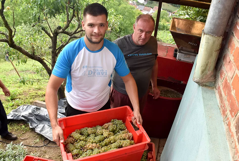 Bouvier jedino bere obitelj Ilići u požeškom vinogorju