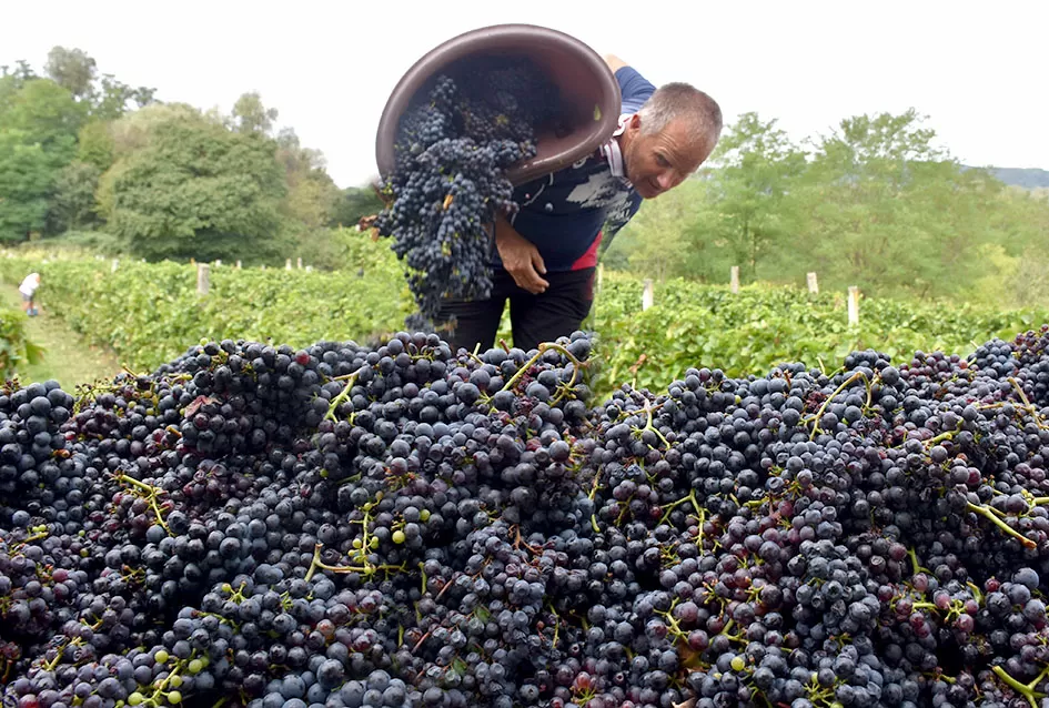 Požega.eu | Kutjevačka obitelj Krsnik obrala vinograde, bačve pune do vrha